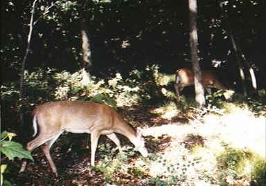 Shenandoah deer are relatively tame